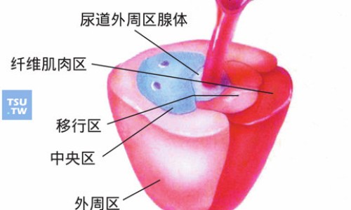 虫草胶囊是真品吗还是假货-虫草胶囊尽量少吃,中国虫草胶囊康牌网站
