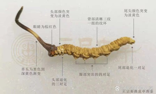 虫草胶囊多少一盒-虫草胶囊是真品吗还是假货-虫草胶囊尽量少吃,中国虫草胶囊康牌网站